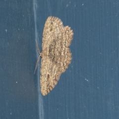 Ectropis excursaria (Common Bark Moth) at Higgins, ACT - 15 May 2019 by AlisonMilton