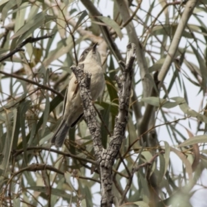 Melithreptus brevirostris at Acton, ACT - 20 May 2019