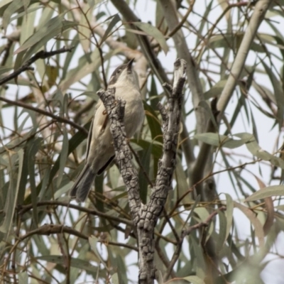 Melithreptus brevirostris (Brown-headed Honeyeater) at ANBG - 20 May 2019 by Alison Milton