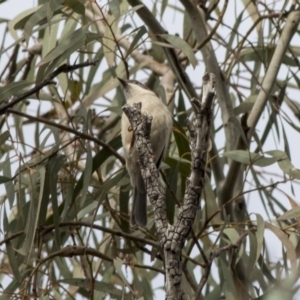 Melithreptus brevirostris at Acton, ACT - 20 May 2019 11:08 AM