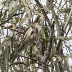 Melithreptus brevirostris at Acton, ACT - 20 May 2019 11:08 AM