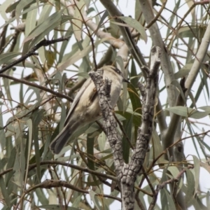 Melithreptus brevirostris at Acton, ACT - 20 May 2019