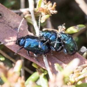 Altica sp. (genus) at Acton, ACT - 20 May 2019