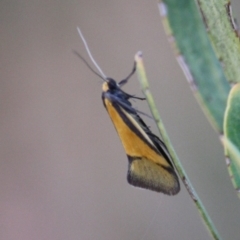 Philobota undescribed species near arabella (A concealer moth) at Hughes, ACT - 5 Sep 2019 by LisaH