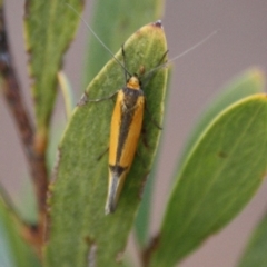 Philobota undescribed species near arabella at Hughes, ACT - 6 Sep 2019