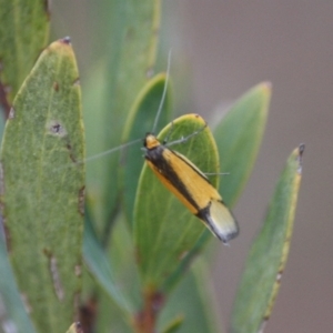 Philobota undescribed species near arabella at Hughes, ACT - 6 Sep 2019