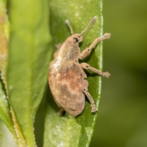 Gonipterus sp. (genus) at Higgins, ACT - 25 May 2019 12:42 PM