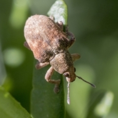 Gonipterus sp. (genus) at Higgins, ACT - 25 May 2019