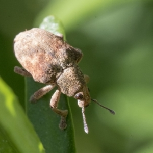 Gonipterus sp. (genus) at Higgins, ACT - 25 May 2019 12:42 PM