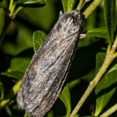 Chlenias banksiaria group (A Geometer moth) at Higgins, ACT - 25 May 2019 by AlisonMilton