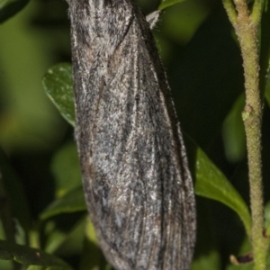 Chlenias banksiaria group at Higgins, ACT - 25 May 2019 12:53 PM