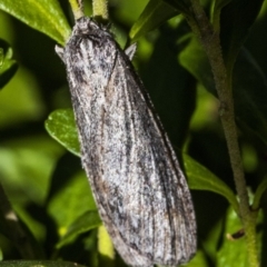 Chlenias banksiaria group at Higgins, ACT - 25 May 2019