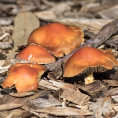 Leratiomcyes ceres (Red Woodchip Fungus) at Acton, ACT - 20 May 2019 by Alison Milton