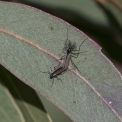 Chironomidae (family) (Non-biting Midge) at Lake Ginninderra - 4 Jun 2019 by AlisonMilton