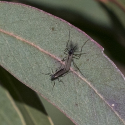 Chironomidae (family) (Non-biting Midge) at Belconnen, ACT - 4 Jun 2019 by AlisonMilton