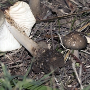 Oudemansiella gigaspora group at Belconnen, ACT - 4 Jun 2019 03:49 PM