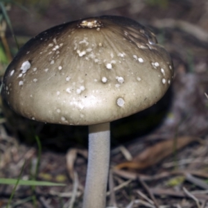 Oudemansiella gigaspora group at Belconnen, ACT - 4 Jun 2019 03:49 PM