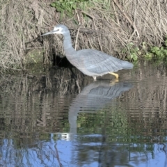 Egretta novaehollandiae (White-faced Heron) at Lake Ginninderra - 5 Jun 2019 by Alison Milton