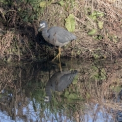 Egretta novaehollandiae at McKellar, ACT - 5 Jun 2019