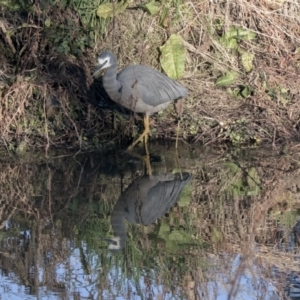 Egretta novaehollandiae at McKellar, ACT - 5 Jun 2019