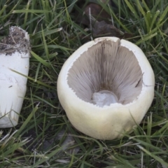 Agaricus sp. (Agaricus) at Giralang Wetlands - 5 Jun 2019 by AlisonMilton