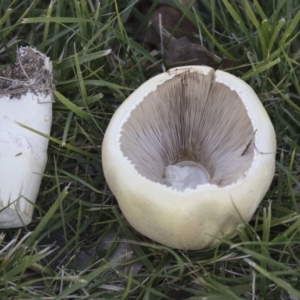 Agaricus sp. at Giralang, ACT - 5 Jun 2019 04:10 PM