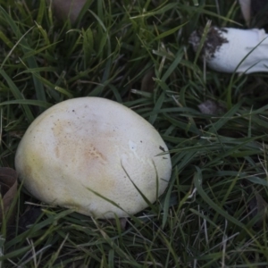 Agaricus sp. at Giralang, ACT - 5 Jun 2019