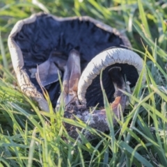 Agaricus sp. at Giralang, ACT - 5 Jun 2019