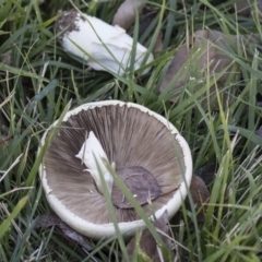 Agaricus sp. at Giralang, ACT - 5 Jun 2019