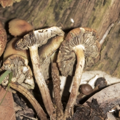 zz agaric (stem; gills not white/cream) at ANBG - 4 Jun 2019 by Alison Milton