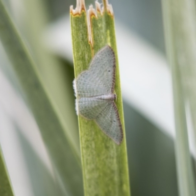 Poecilasthena pulchraria (Australian Cranberry Moth) at Belconnen, ACT - 11 Jun 2019 by AlisonMilton