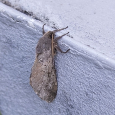 Oxycanus antipoda (Late Oxycanus) at Belconnen, ACT - 11 Jun 2019 by AlisonMilton