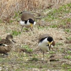 Vanellus miles (Masked Lapwing) at Fyshwick, ACT - 6 Sep 2019 by RodDeb