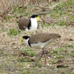 Vanellus miles at Fyshwick, ACT - 6 Sep 2019