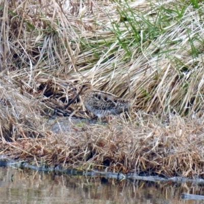 Gallinago hardwickii (Latham's Snipe) at Fyshwick, ACT - 6 Sep 2019 by RodDeb