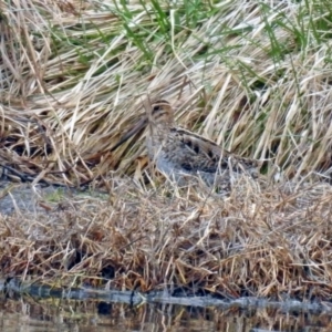 Gallinago hardwickii at Fyshwick, ACT - 6 Sep 2019 01:27 PM