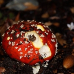 Amanita muscaria (Fly Agaric) at Canberra, ACT - 17 Apr 2015 by HarveyPerkins
