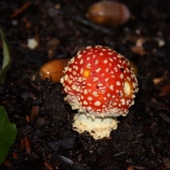 Amanita muscaria at Canberra, ACT - 17 Apr 2015