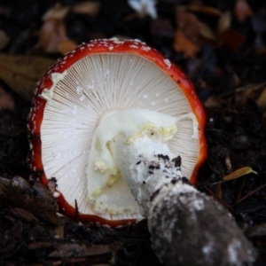 Amanita muscaria at Canberra, ACT - 17 Apr 2015