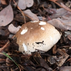 Agaricus sp. (Agaricus) at Yarralumla, ACT - 18 Apr 2015 by HarveyPerkins