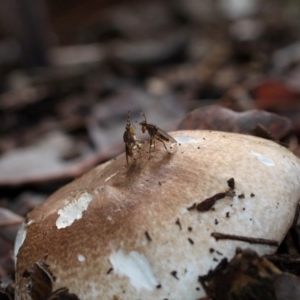 Agaricus sp. at Yarralumla, ACT - 18 Apr 2015