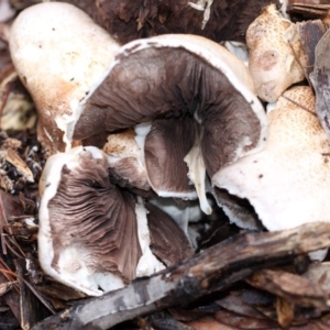 Agaricus sp. at Yarralumla, ACT - 18 Apr 2015