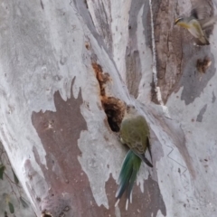 Psephotus haematonotus (Red-rumped Parrot) at Dunlop, ACT - 6 Sep 2019 by Kurt