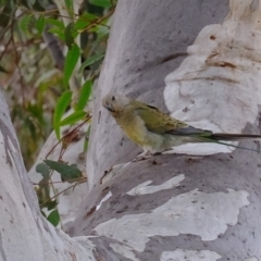 Psephotus haematonotus at Molonglo River Reserve - 6 Sep 2019 09:56 AM