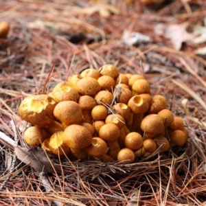 Gymnopilus junonius at Yarralumla, ACT - 18 Apr 2015 12:35 PM