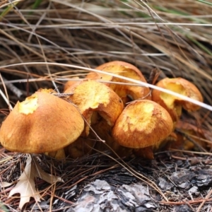 Gymnopilus junonius at Yarralumla, ACT - 18 Apr 2015