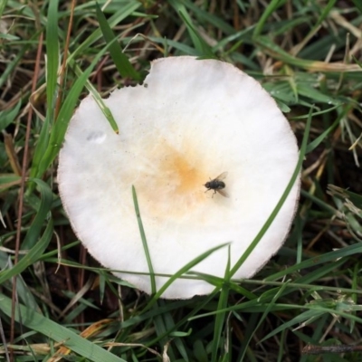 zz agaric (stem; gills not white/cream) at Yarralumla, ACT - 18 Apr 2015 by HarveyPerkins