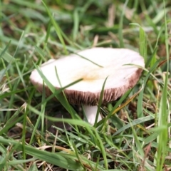 zz agaric (stem; gills not white/cream) at Yarralumla, ACT - 18 Apr 2015