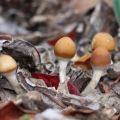 Psilocybe sp. (Psilocybe) at Kambah, ACT - 26 Apr 2015 by HarveyPerkins