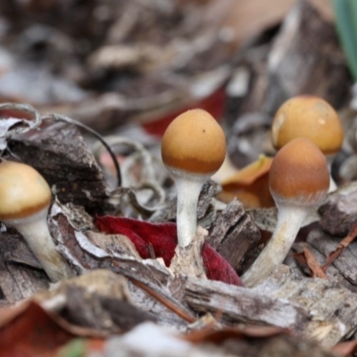 Psilocybe sp. (Psilocybe) at Kambah, ACT - 26 Apr 2015 by HarveyPerkins